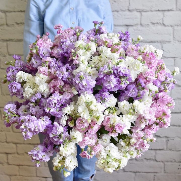 Облако маттиол в Самаре