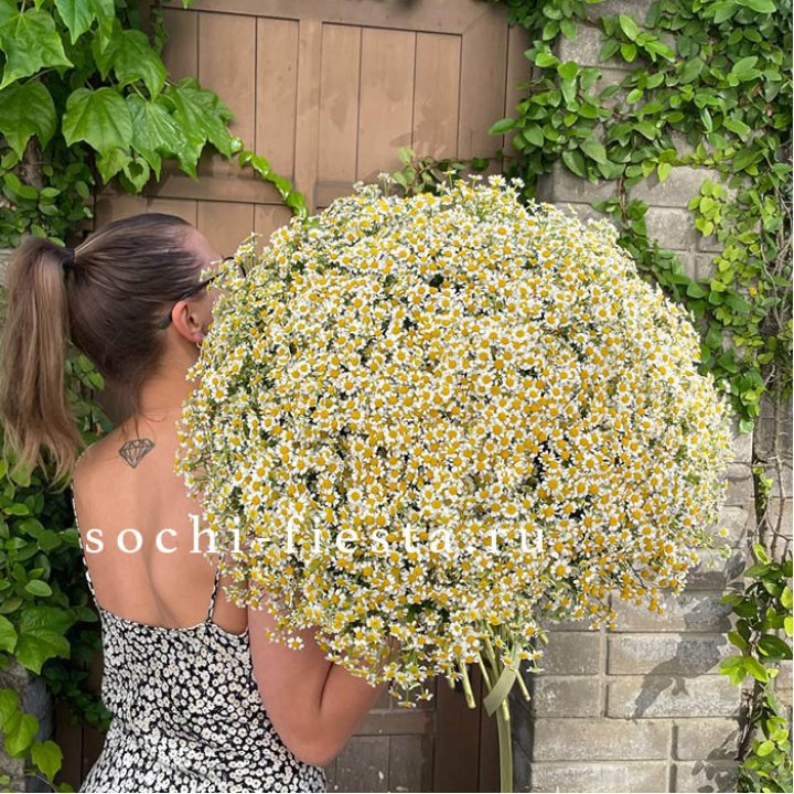 101 ромашка в Самаре