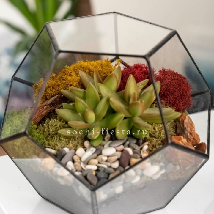 Флорариум “Додекаэдр” с суккулентом Седум в Самаре