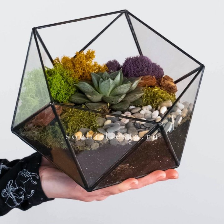 Флорариум “Икосаэдр” с суккулентом Каменная Роза в Самаре
