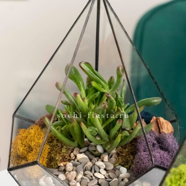 Флорариум “Капля” с суккулентом Крассула Хоббит в Самаре