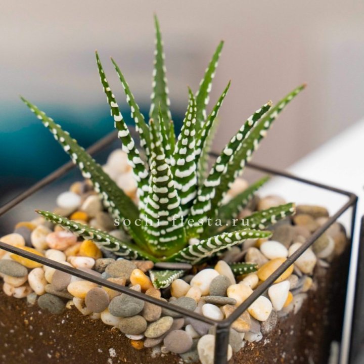 Флорариум Кубик с суккулентом Хавортия в Самаре