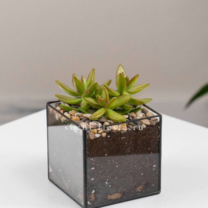 Флорариум Кубик с суккулентом Седум в Самаре