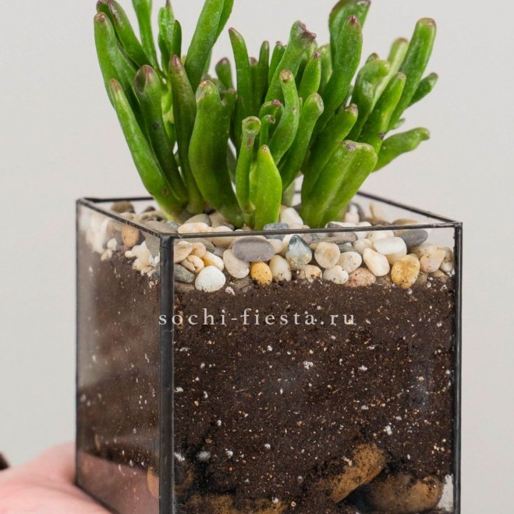 Флорариум Кубик с суккулентом Хоббит в Самаре