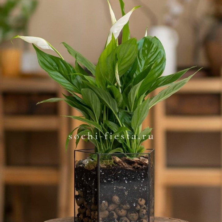 Спатифиллум в кашпо Пятиугольник в Самаре