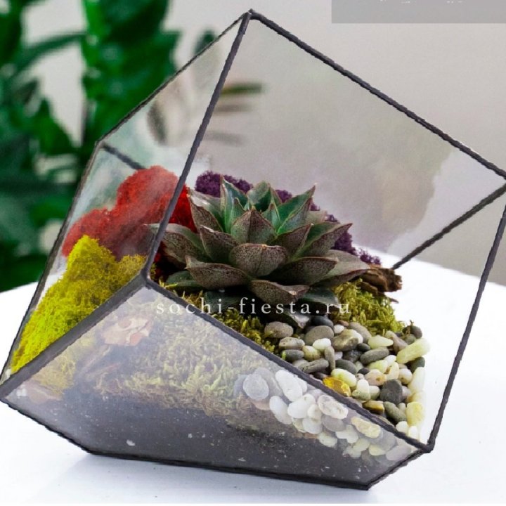 Флорариум Куб усеченный с суккулентом Каменная роза в Самаре