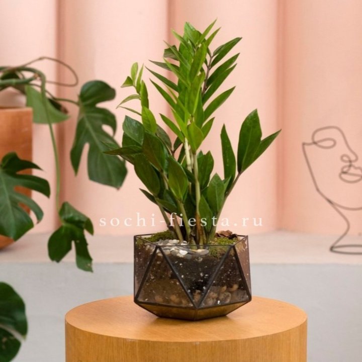 Замиокулькас в кашпо Икосаедр в Самаре