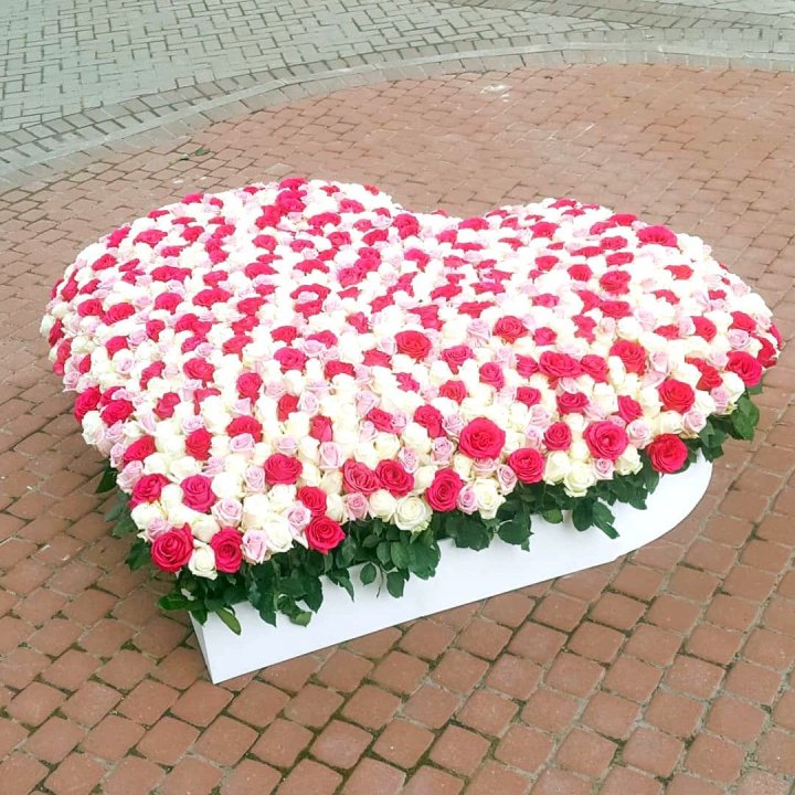 555 роза  в Самаре