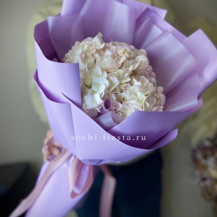 Гортензия розовая в Самаре