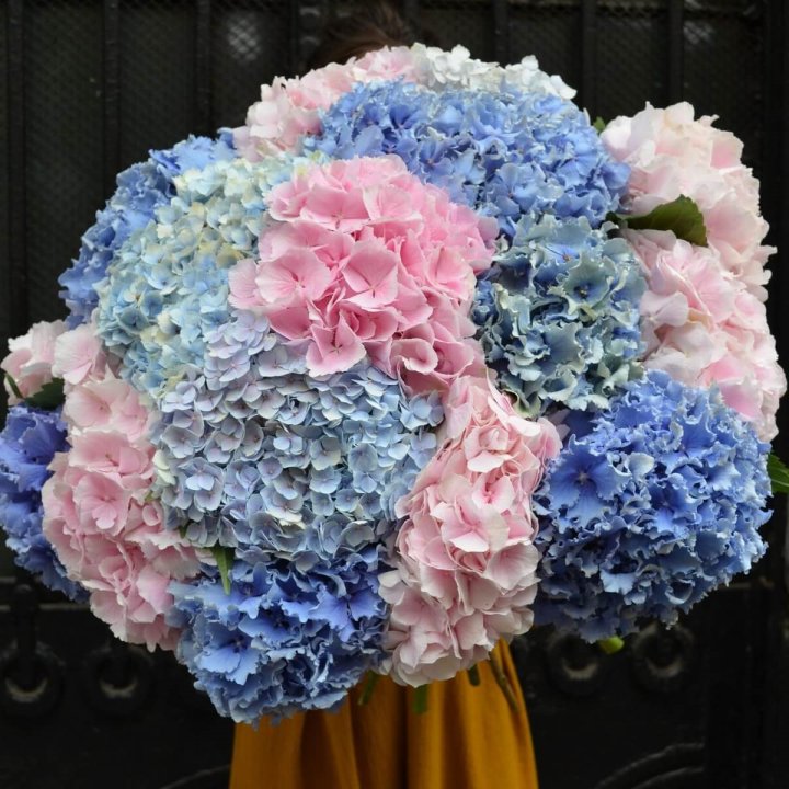 Букет гортензий "Фонтан" в Самаре