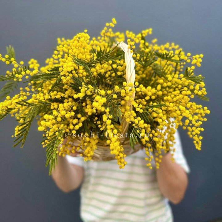 Весенняя корзина мимозы в Самаре