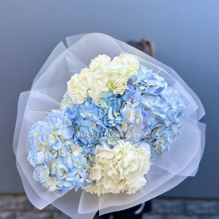 5 бело-голубых гортензий в Самаре