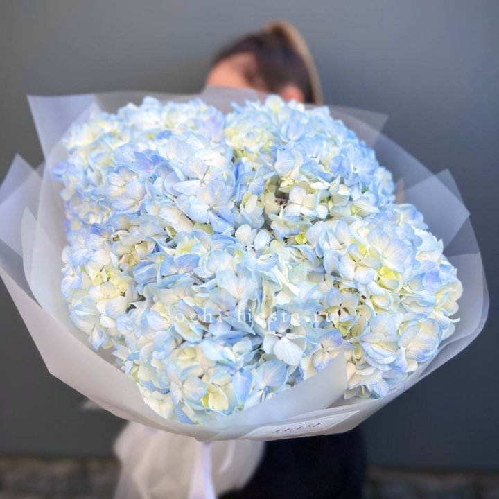 5 голубых гортензий в Самаре