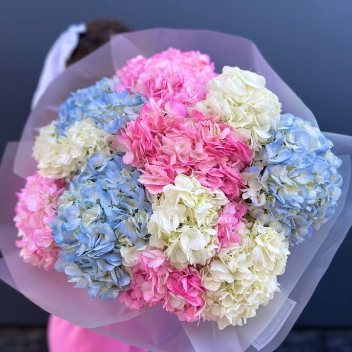 11 гортензий микс в Самаре