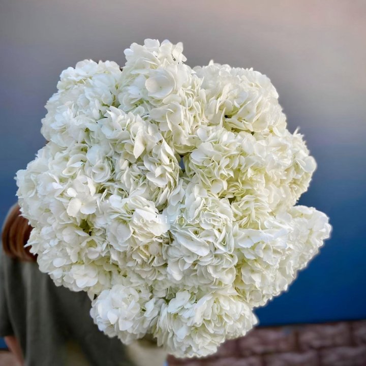 Охапка белой гортензии в Самаре