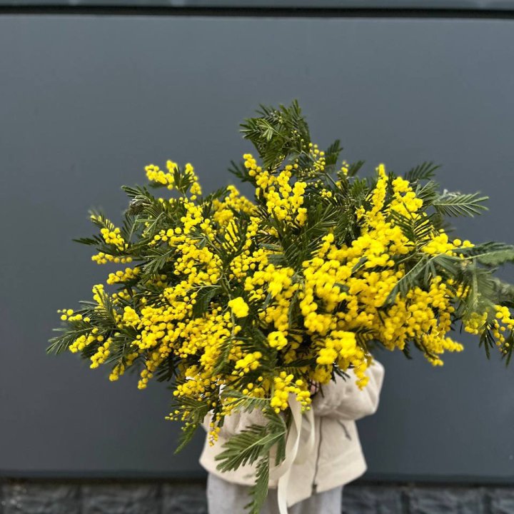 Охопка мимозы в Самаре