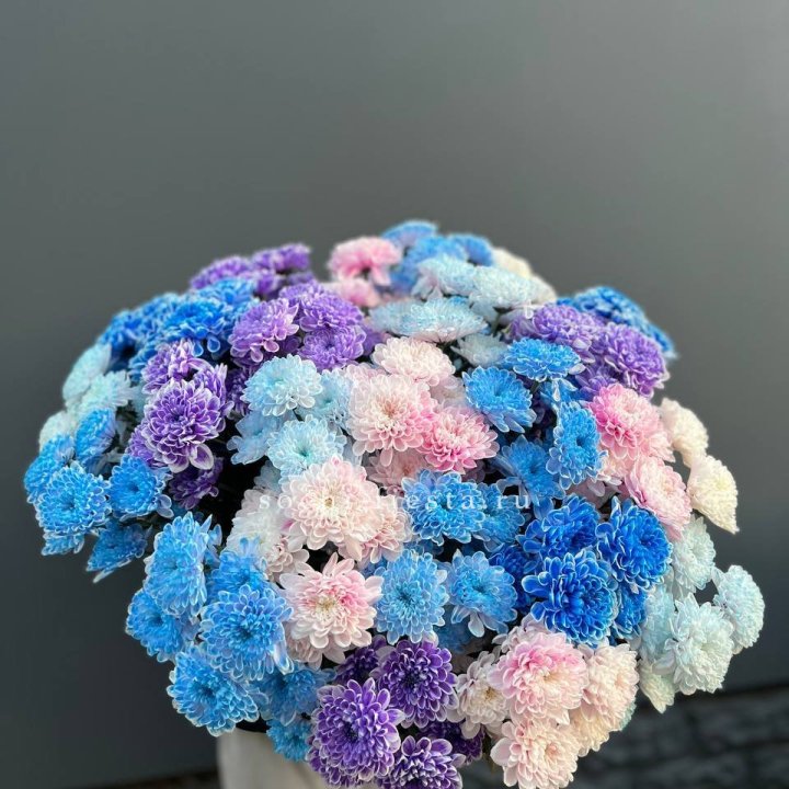 25 цветных хризантем в Самаре