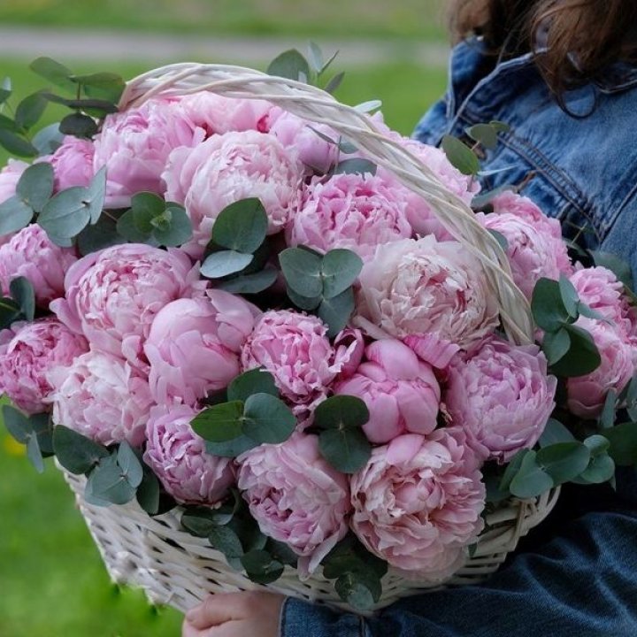 51 пион в корзине в Самаре