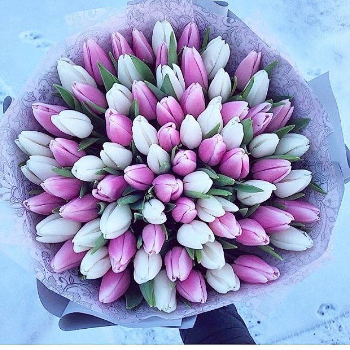 101 тюльпан "Лолипоп" в Самаре